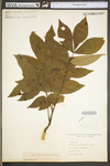 Carya cordiformis by WV University Herbarium