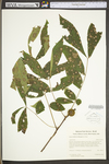 Carya cordiformis by WV University Herbarium