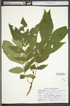 Carya cordiformis by WV University Herbarium