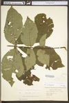 Carya cordiformis by WV University Herbarium