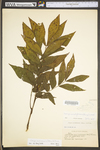 Carya cordiformis by WV University Herbarium