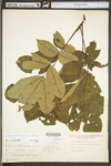 Carya cordiformis by WV University Herbarium