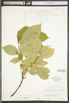 Carya cordiformis by WV University Herbarium