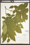 Carya cordiformis by WV University Herbarium