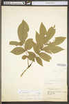 Carya cordiformis by WV University Herbarium