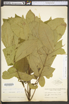 Carya cordiformis by WV University Herbarium