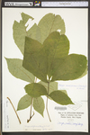 Carya cordiformis by WV University Herbarium