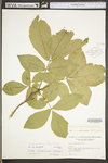 Carya cordiformis by WV University Herbarium