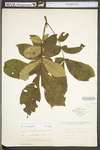 Carya cordiformis by WV University Herbarium