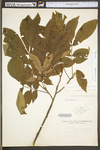 Carya cordiformis by WV University Herbarium