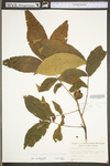 Carya cordiformis by WV University Herbarium