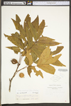 Carya cordiformis by WV University Herbarium