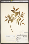 Carya cordiformis by WV University Herbarium