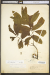 Carya cordiformis by WV University Herbarium