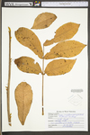 Carya cordiformis by WV University Herbarium