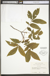 Carya cordiformis by WV University Herbarium