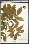 Carya cordiformis by WV University Herbarium