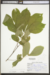 Carya cordiformis by WV University Herbarium