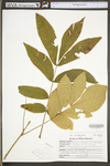 Carya cordiformis by WV University Herbarium