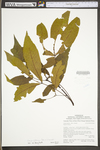 Carya glabra by WV University Herbarium