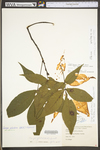 Carya glabra by WV University Herbarium