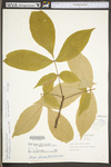 Carya glabra by WV University Herbarium