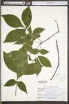 Carya glabra by WV University Herbarium