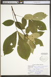 Carya glabra by WV University Herbarium