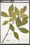 Carya glabra by WV University Herbarium