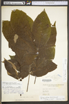 Carya glabra by WV University Herbarium