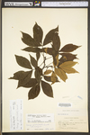 Carya glabra by WV University Herbarium