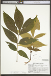 Carya glabra by WV University Herbarium