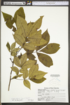 Carya glabra by WV University Herbarium