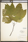 Carya glabra by WV University Herbarium