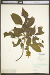 Carya glabra by WV University Herbarium