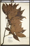 Carya glabra by WV University Herbarium