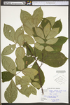 Carya glabra by WV University Herbarium