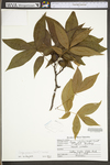 Carya glabra by WV University Herbarium