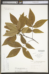 Carya glabra by WV University Herbarium