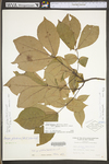 Carya glabra by WV University Herbarium