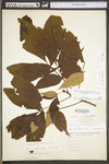 Carya glabra by WV University Herbarium