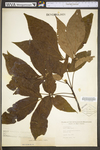 Carya glabra by WV University Herbarium