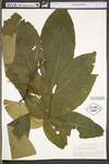 Carya glabra by WV University Herbarium