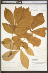 Carya alba by WV University Herbarium