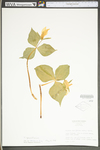 Trillium grandiflorum by WV University Herbarium