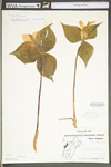 Trillium grandiflorum by WV University Herbarium