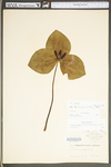 Trillium sessile by WV University Herbarium
