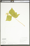 Trillium sulcatum by WV University Herbarium