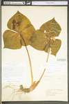 Trillium sulcatum by WV University Herbarium