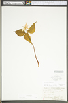 Trillium undulatum by WV University Herbarium